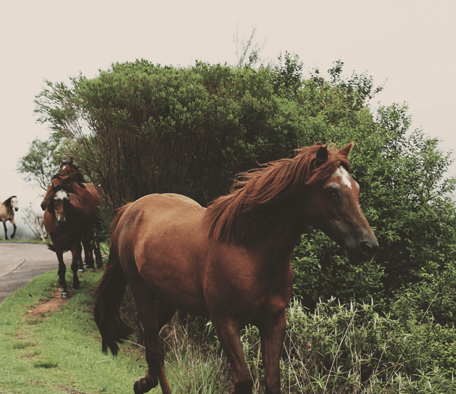 Horses - Equine (EquiPure)